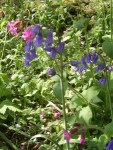 Bluebells and Red Campion
