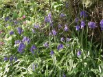 Bluebells