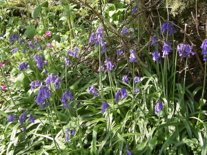 Bluebells
