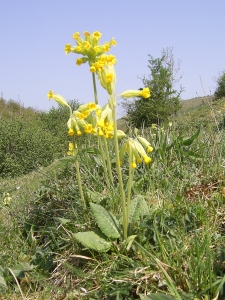 Cowslips 2