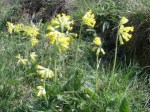 Cowslips
