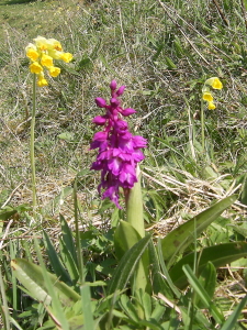 Early Purple Orchid and Cowslips