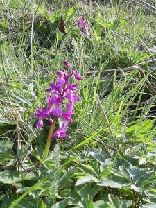 Early Purple Orchid