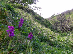 Early Purple Orchids