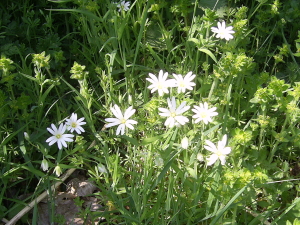 Greater Stitchwort