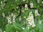 Horse Chestnut