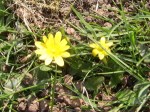 Lesser Celandine