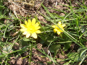 Lesser Celandine