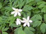 Wood Anemones