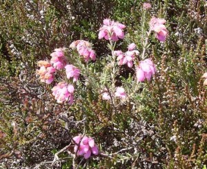 Cross Leaved Heatehr