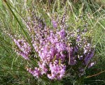 Ling Heather
