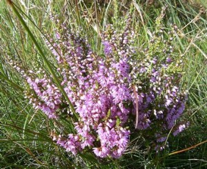 Ling Heather