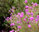 Bell Heather