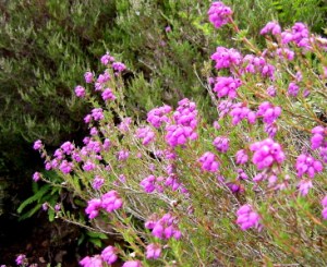 Bell Heather