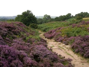 Heather on Stanton Moor