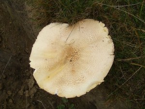 Field Mushroom