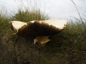 Field Mushroom 2