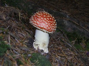 Fly Agaric 2
