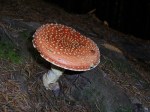 Fly Agaric 3
