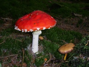 Fly Agaric and Unknown Fungi