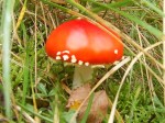 Fly Agaric
