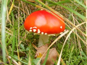 Fly Agaric