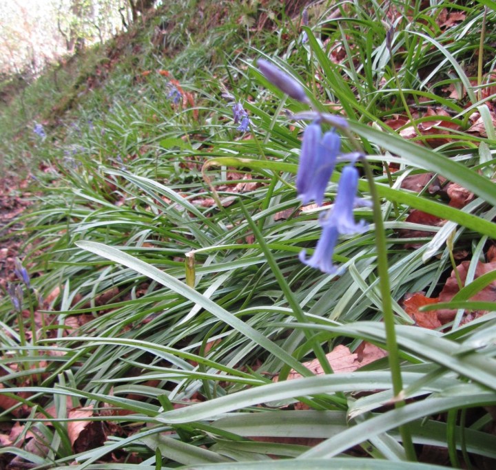 Bluebells