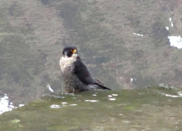 Peregrine Falcon on Kinder Scout