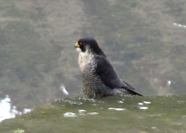 Peregrine Falcon on Kinder Scout
