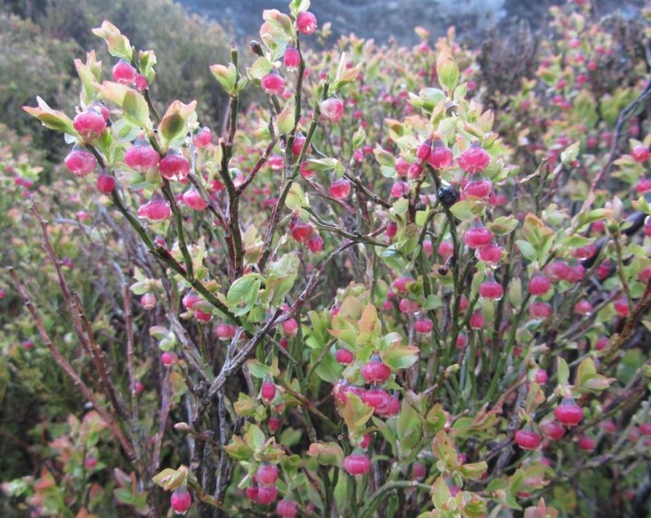 Bilberry in flower Bilberry in flower