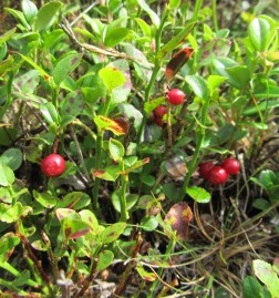 Cowberries