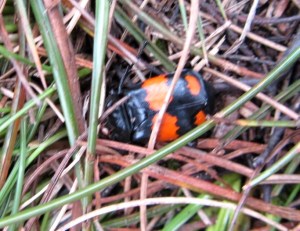 Sexton Beetle Sexton Beetle