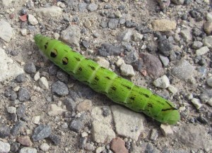 Elephant Hawk-moth Caterpillar