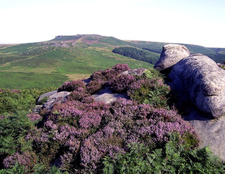Ling Heather near Over Owler Tor