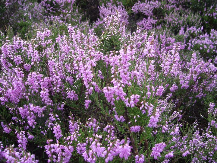 Ling Heather