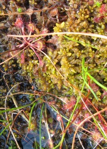Sundew plants