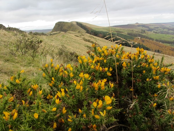 Gorse in flower on The Great Ridge in November