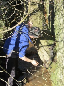 Searching for King Alfred's Cakes (fungus)