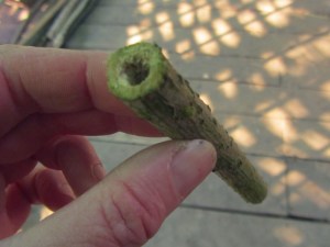 Making a charcoal pencil from Elder