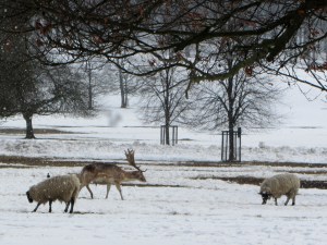 Fallow Deer and Sheep