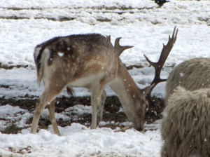 Fallow Deer