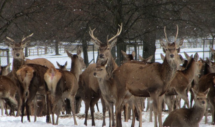 Red Deer