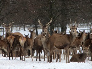 Red Deer