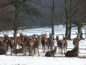 Red Deer