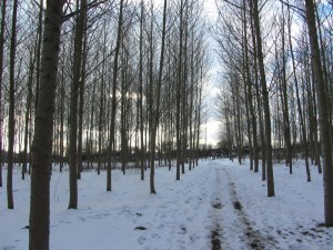 Woodland near Ashbourne