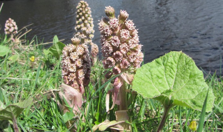 Butterbur