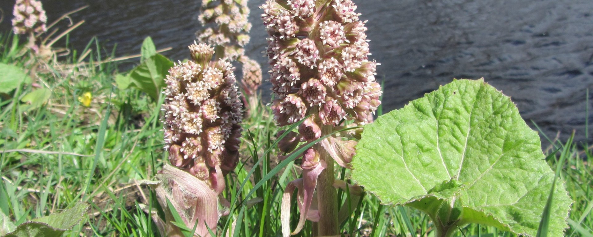 Butterbur