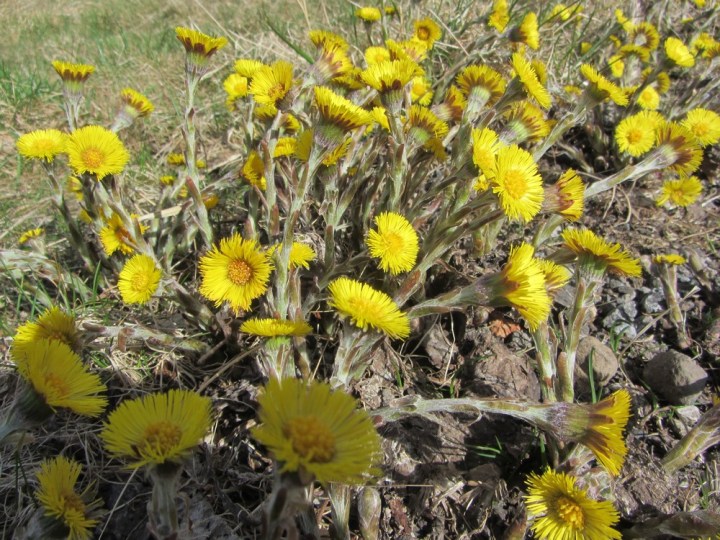 Colt's Foot