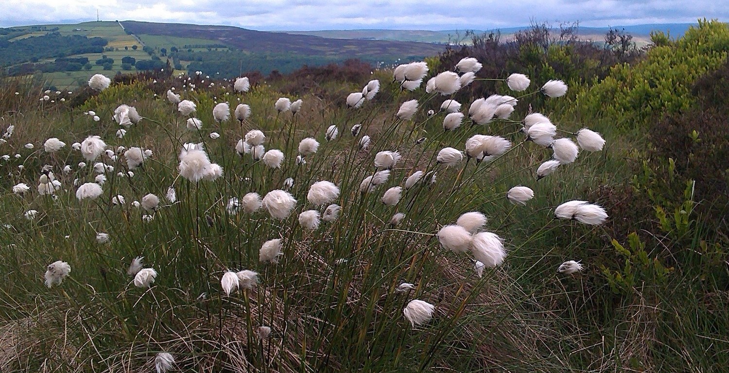 Hare's Tail Cotton Grass
