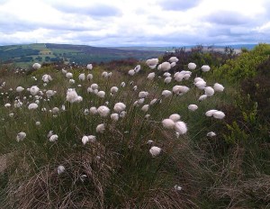 Hare's Tail Cotton Grass